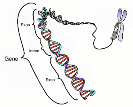 Difference Between Exons and Introns_3.1