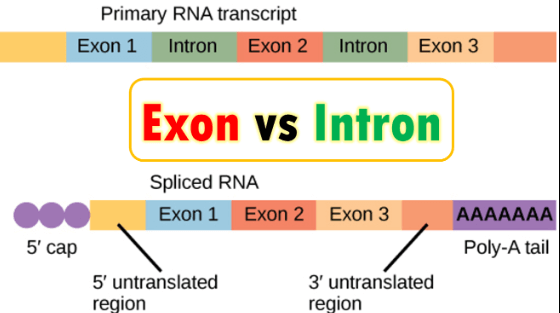 Difference Between Exons and Introns_5.1