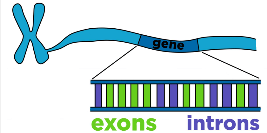 Difference Between Exons and Introns_4.1