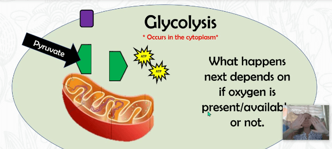 Glycolysis - Definition, Step Wise Process, Products_4.1