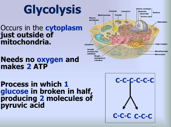 Glycolysis - Definition, Step Wise Process, Products_3.1