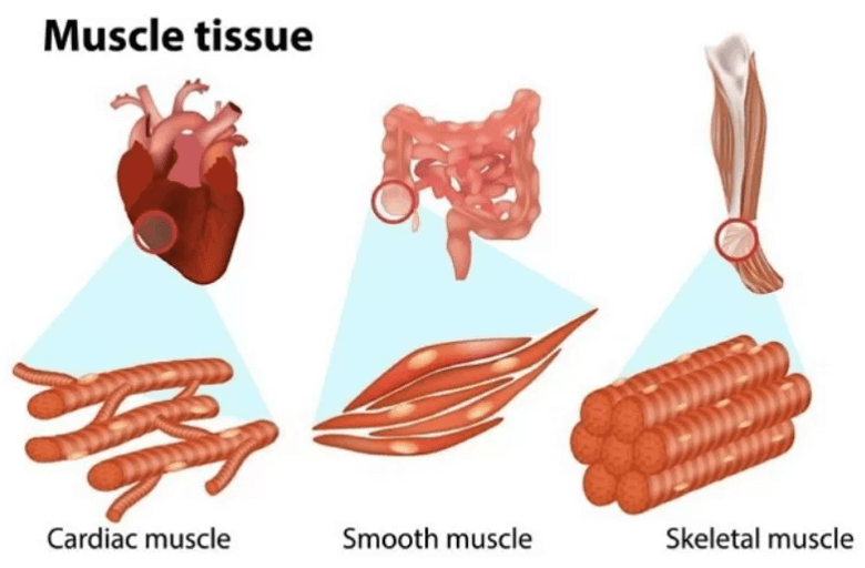 Difference Between Plant Tissue and Animal Tissue_14.1