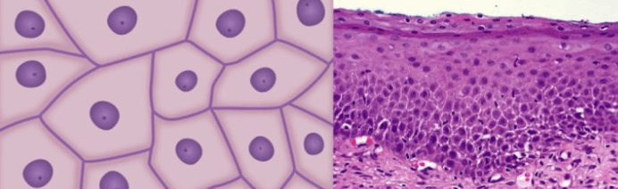 Difference Between Plant Tissue and Animal Tissue_4.1