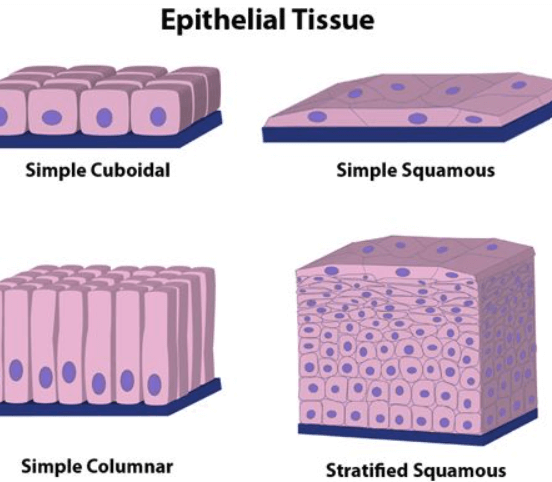 Difference Between Plant Tissue and Animal Tissue_11.1