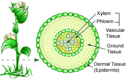 Difference Between Plant Tissue and Animal Tissue_3.1