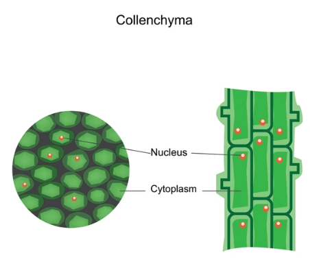 Difference Between Plant Tissue and Animal Tissue_7.1