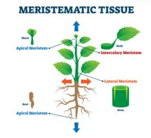 Difference Between Plant Tissue and Animal Tissue_5.1