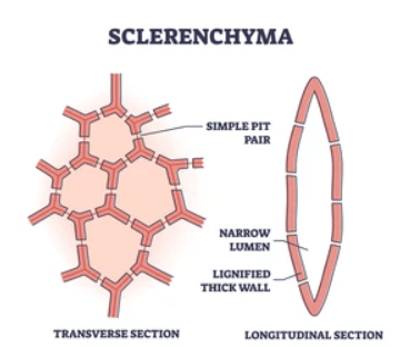 Difference Between Plant Tissue and Animal Tissue_8.1