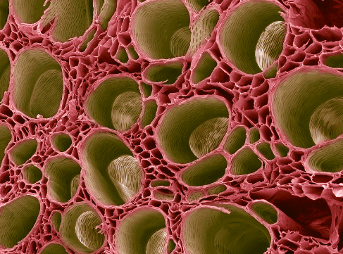 Difference Between Plant Tissue and Animal Tissue_9.1