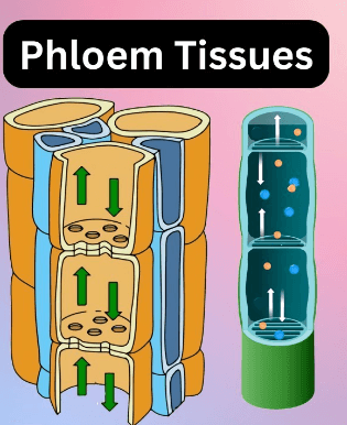 Difference Between Plant Tissue and Animal Tissue_10.1