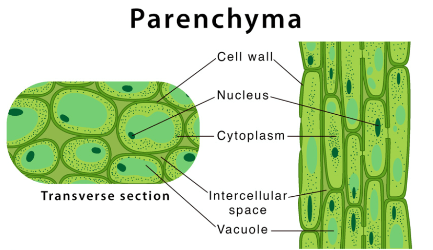 Difference Between Plant Tissue and Animal Tissue_6.1