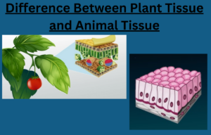 Difference between Plant tissue and Animal tissue