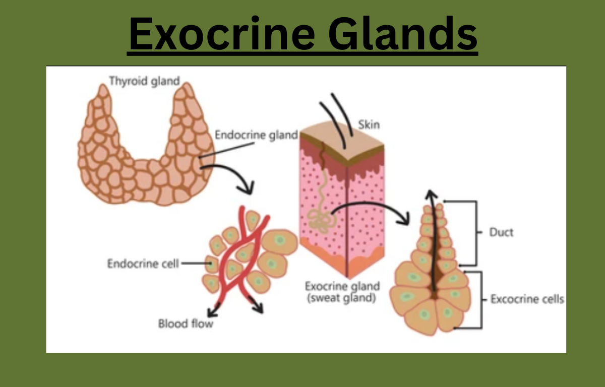 Exocrine Glands in Human Body, Structure, Types, Functions