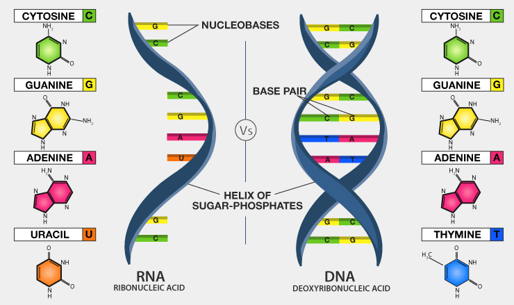 Difference Between DNA and RNA & their Comparisons